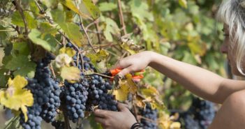 Das Piemont: eine Weinreise der Superlative Nicht nur zur Weinernte ist das Piemont eine Weinreise der Superlative.