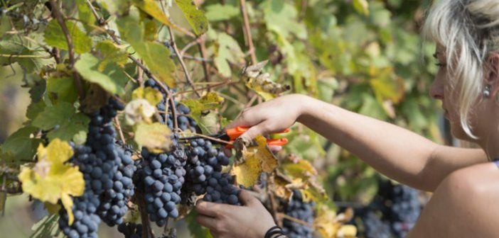 Das Piemont: eine Weinreise der Superlative Nicht nur zur Weinernte ist das Piemont eine Weinreise der Superlative.
