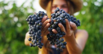 Weinernte erleben beim Work & Travel in Australien