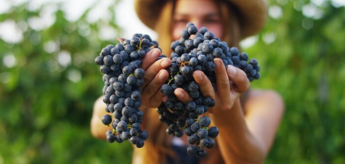 Weinernte erleben beim Work & Travel in Australien