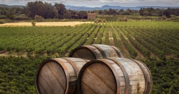 Edle Tropfen aus Südamerika: Argentinischer Wein