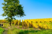 Weinwanderung in Rheinland-Pfalz: von Gutsausschank und Strausswirtschaft