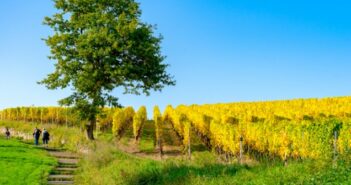 Weinwanderung in Rheinland-Pfalz: von Gutsausschank und Strausswirtschaft