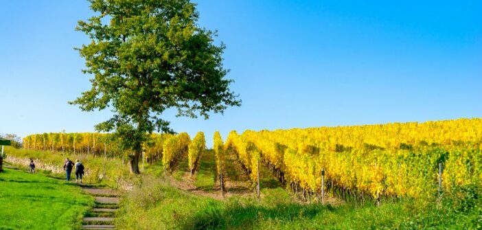 Weinwanderung in Rheinland-Pfalz: von Gutsausschank und Strausswirtschaft