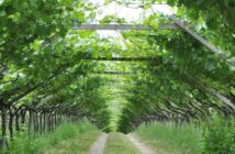 Weinsafari: auf Weintour an der Südtiroler Weinstraße