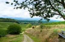 Weinsafari am Kaiserstuhl: Entdeckungsreise in Baden-Württemberg