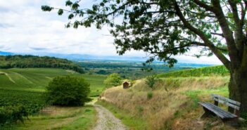 Weinsafari am Kaiserstuhl: Entdeckungsreise in Baden-Württemberg