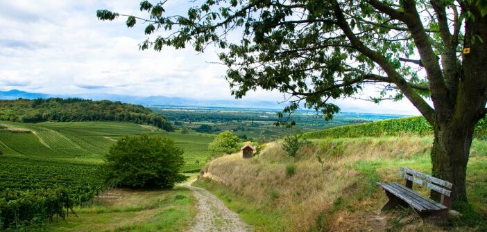 Weinsafari am Kaiserstuhl: Entdeckungsreise in Baden-Württemberg