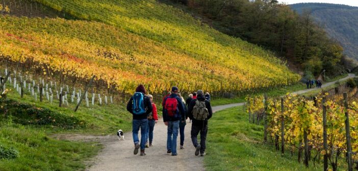 Weinwanderung an der Nahe: über den Wein-Wanderweg nach Martinstein