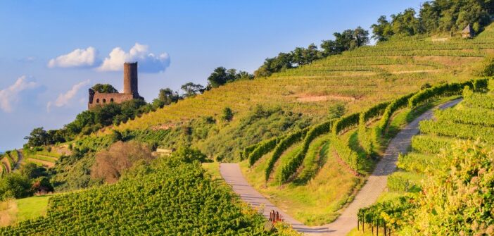 Badischer Wein: Die besten Weingüter zwischen Markgräflerland und Kaiserstuhl