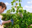 Der Tempranillo: Fruchtig und frischer Rotwein aus La Rioja