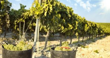 Der Verdejo: fruchtiger, nussiger Weisswein aus Rueda