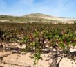 Monastrell: Kräftiger Rotwein aus dem Süden Spaniens