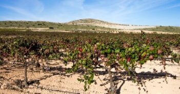 Monastrell: Kräftiger Rotwein aus dem Süden Spaniens