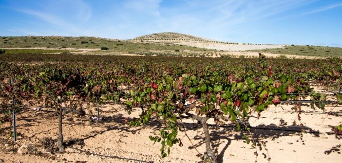 Monastrell: Kräftiger Rotwein aus dem Süden Spaniens