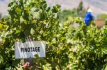 Weinrallye #76: Pinotage – der Ungeliebte