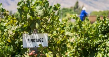 Weinrallye #76: Pinotage – der Ungeliebte