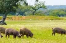 Iberische Schweine: leckere Rezepte mit Sherry, Portwein & Co.