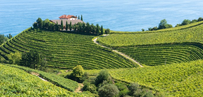 Weinbau in Spanien: ein bedeutender Wirtschaftszweig