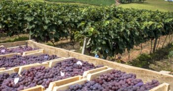 Weinbau in Molwanien: Wein aus Molwanien