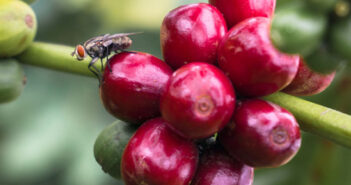 Kirchessigfliege Bekämpfung: Gefahr für den Wein