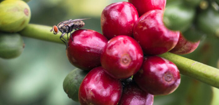 Kirchessigfliege Bekämpfung: Gefahr für den Wein