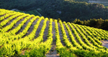 Französischer Wein aus dem Vaucluse: unbedingt probieren!