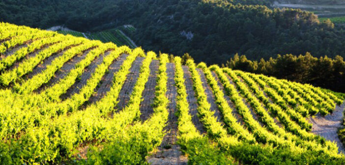 Französischer Wein aus dem Vaucluse – unbedingt probieren!