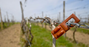 Traubenwickler Pheromonfallen: Wein Schädlinge bekämpfen