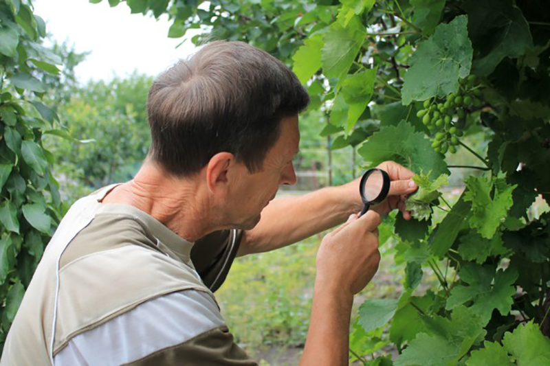 Abgesehen von den Traubenwickler Pheromonfallen, kontrolliert der Winzer regelmäßig seine Weinstöcke, Weinreben und Weintrauben auf einen möglichen Schädlingsbefall. (#2)