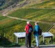 Rotweinwanderweg: 5 Rotweinwanderungen in Deutschland