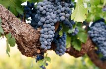 Alte Reben: Wenn der Malbec-Stock sich der 100 nähert ( Foto: Shutterstock-Andrew Hagen)