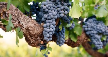 Alte Reben: Wenn der Malbec-Stock sich der 100 nähert ( Foto: Shutterstock-Andrew Hagen)