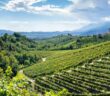 Wein reifen - Der Gewinner unseres Teams