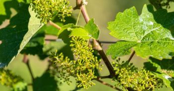 Optimale Bedingungen: Rebenblüte verspricht gute Ernte (Foto: 364115547 Reiner)