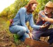Erfolgreiche Weinlese trotz Herausforderungen durch das (Foto: AdobeStock 389869156  Cherries)