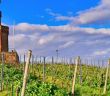 Weinernte in Rheinhessen und der Pfalz enttäuscht (Foto: AdobeStock - Firn 331419825)