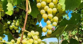 Pilzwiderstandsfähige Rebsorten stärken nachhaltigen Weinbau mit 4000 Hektar (Foto: Intervinum AG)