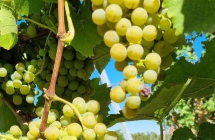 Pilzwiderstandsfähige Rebsorten stärken nachhaltigen Weinbau mit 4000 Hektar (Foto: Intervinum AG)